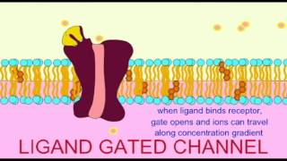 AP1 NEURON LIGAND GATED CHANNELS [upl. by Ferdy]