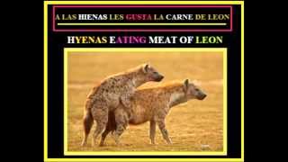 A LAS HIENAS LES GUSTA LA CARNE DE LEON  HYENAS KILL AND EAT THE LION  HIENAS SE COMEN UNA LEONA [upl. by Gipson254]