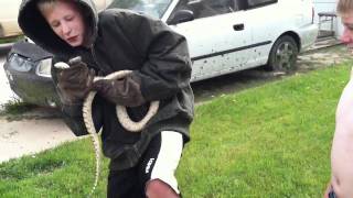 Kid catches large Bull Snake [upl. by Ashraf]