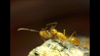 Camponotus variegatus 甜蜜巨山蟻 [upl. by Oninrutas]