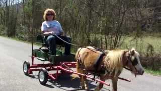 Christine with her new Miniature Horse amp Buggy [upl. by Durnan583]