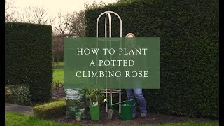 Planting a potted climbing rose [upl. by Moria]