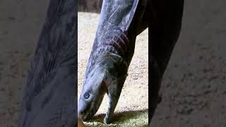 The Frilled Shark A DeepSea Living Fossil  A Prehistoric Shark [upl. by Aciraj]