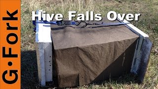 Beehive Knocked Over  Beekeeping 101  GardenFork [upl. by Schonfield]