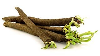 ⟹ Black salsify  scorzonera hispanica  flower leaf root crop [upl. by Arrat]