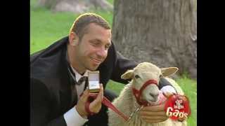 Man Marries Sheep [upl. by Mayram]