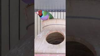 Gouldian Finch subscribe trending birds finch gouldianfinch viralvideo shorts minivlog fyp [upl. by Nawtna]