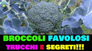 BROCCOLI favolosi trucchi e segreti come avere tanti cavoli broccoli e cavolfiori belli e grandi [upl. by Almita]