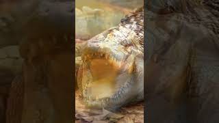 Alligator Mysteries Unveiled [upl. by Mariellen]