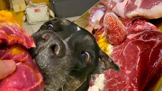 DDO MUK♠️🐶Oli the Pit Bull eats🥩RAW WAGYU BEEFASMRMUKBANG 犬が生の肉を食べる咀嚼音 โอลิ นมมี่ EP040 of 2024 [upl. by Aibar]