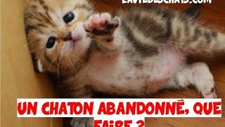 UN CHATON 🐱 ABANDONNÉ ET RECUEILLI QUE FAIRE [upl. by Nomyaw]