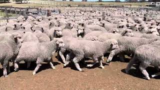 Lindley Park Top draft Merino Wether Lambs [upl. by Akcirederf]