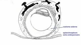 1ère 2éme et 3éme semaine du développement embryonnaire humain YouTube [upl. by Ylram981]