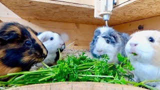 Guinea Pigs Eating Parsley  Guinea Pig Chewing ASMR [upl. by Ankney]