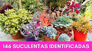 146 SUCULENTAS IDENTIFICADAS  Nombres Cientificos [upl. by Harrat]