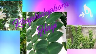 Rhaphidophora Hayi  Care amp Propagation [upl. by Love]