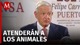 AMLO ordena a Semarnat atender muerte de monos saraguatos en Tabasco y Chiapas [upl. by Nonnahsed426]