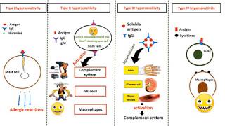 Hypersensitivity types in 4 minutes [upl. by Ella93]