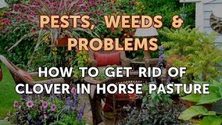 How to Get Rid of Clover in Horse Pasture [upl. by Marucci]