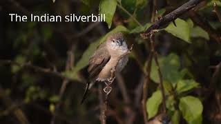 Indian silverbill [upl. by Akinad581]