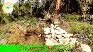 2 Replanting Oil Palm Close Up Chipping Process by Hitachi  Planters Life [upl. by Philly]