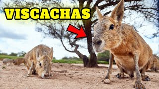 Top 10 mindblowing facts about viscachas  the South American RabbitLike Animal as pets [upl. by Delfine]