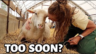 Summer lambing begins eight days early  Vlog 698 [upl. by Notffilc994]