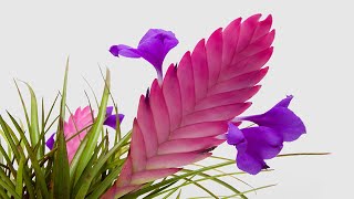 Pink Quill Fan Plant  Jesse Franceschini Tillandsia Cyanea [upl. by Irolav]