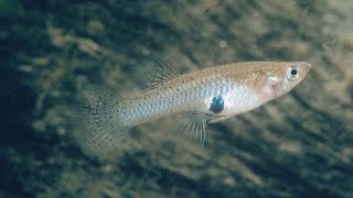 Species Profile  34  The Western Mosquitofish Gambusia affinis [upl. by Marthe]