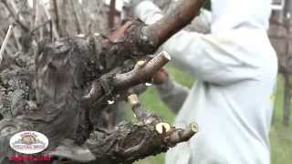 Pruning to avoid Eutypa Spores [upl. by Ithaman]