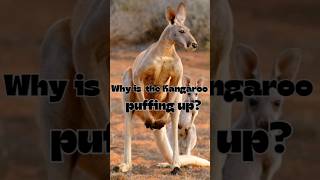 Reason why Kangaroos show off its Muscle kangaroofacts kangaroofight [upl. by Rebane]