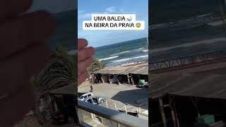 Uma Baleia Encalhada Na Praia 😱🐋 praia baleiajubarte baleias [upl. by Heidi]