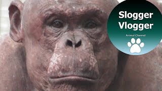 Fascinating Hairless Chimp Shows Hes The Boss In His New Habitat [upl. by Hutchinson233]