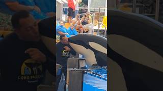 Beautiful whale circus Show nature shorts orca ocean [upl. by Jeconiah564]