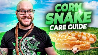 Complete Corn Snake Care Guide 2022 [upl. by Airretnahs66]