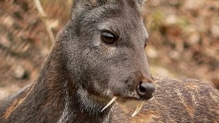 Deer With Vampire Fangs Spotted for First Time in 60 Years [upl. by Washington]