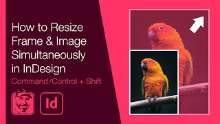 How to Resize Frame amp Image Simultaneously in InDesign [upl. by Clarke]