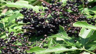 Sauco Negro Propiedades y Beneficios Sambucus nigra [upl. by Elane343]