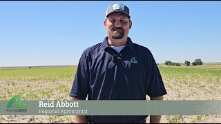 Agronomic Advisor Focus  Iron Deficiency Chlorosis [upl. by Hayton]