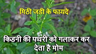 इस जड़ी को खाने शिशे को भी कर देता है मोम  scoparia dulcis plant  mithi jadi  2020 [upl. by Damicke]