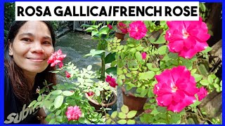 ROSA GALLICAFRENCH ROSEANG DAMING BULAKLAKBEAUTIFUL ROSE FLOWERSInday Tess [upl. by Ramal]