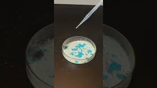 Anhydrous copper sulfate [upl. by Tteltrab]