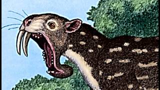 The Weird Origins of Marsupials [upl. by Radley]