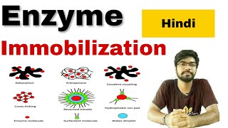 enzyme immobilization in hindi [upl. by Andromada]