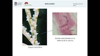 Bryozoa y Brachiopoda 2022 [upl. by Eocsor]