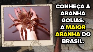 Conheça a Aranha Golias A Maior Aranha do Brasil [upl. by Jobey]