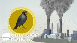 Las plumas de las aves pueden contar la historia de la contaminación del aire [upl. by Keith]