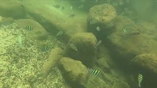 Snorkeling Lydgate Beach Kauai [upl. by Toole]