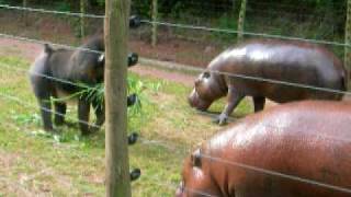 Whod win in a fight  mandrill or Pygmy hippo [upl. by Adhamh]