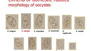 protozoa Apicomplexa 1 Eimeria 1 [upl. by Jacqueline251]